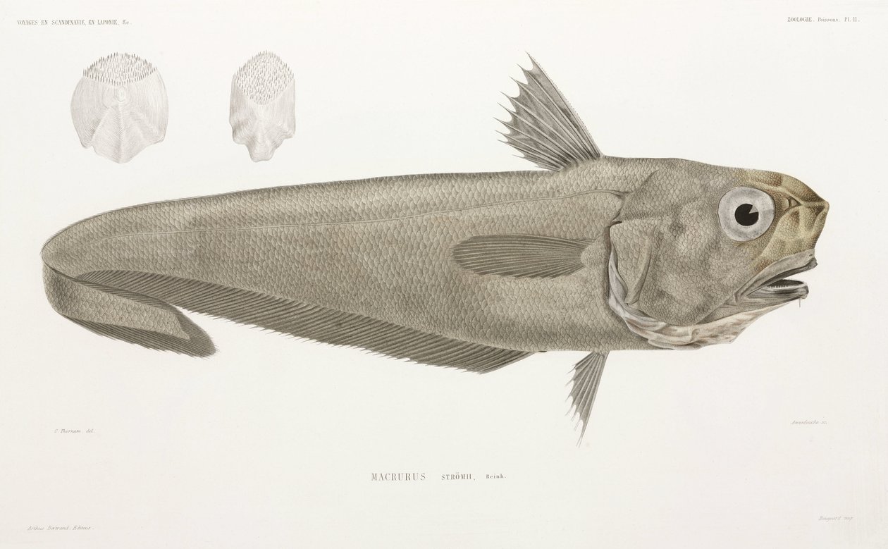 Poisson-couteau - John Pardon