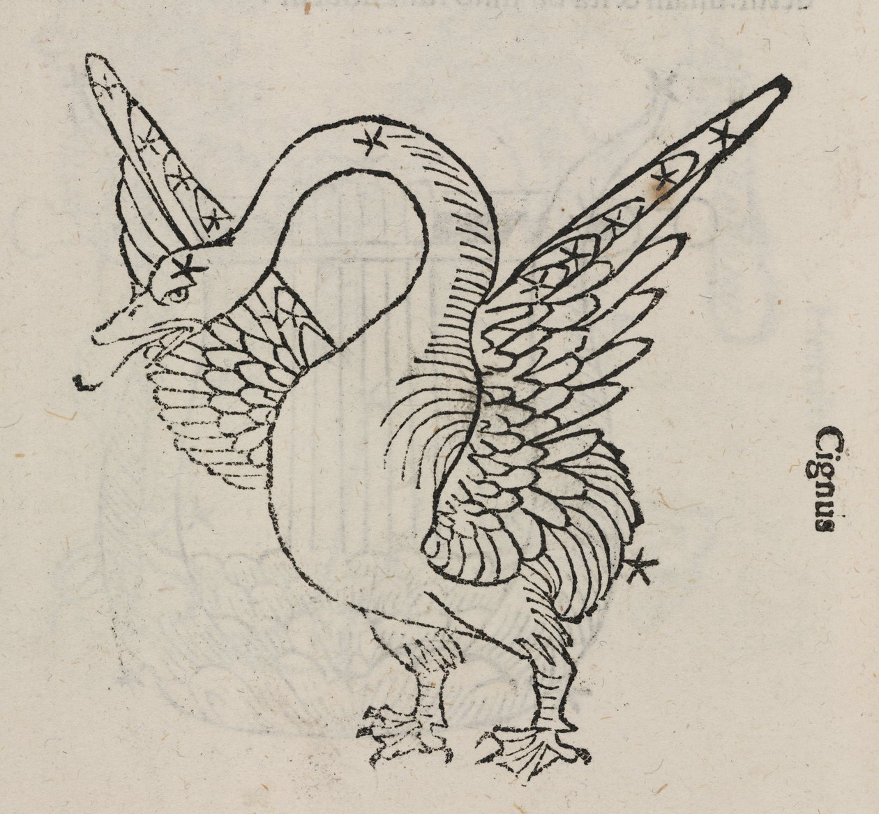 La constellation du Cygne - John Pardon