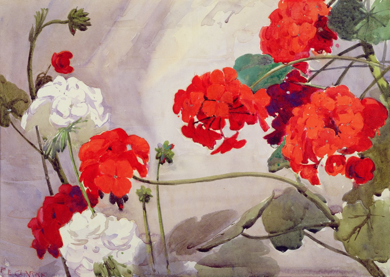 Géraniums rouges et blancs (aquarelle) - Richard E. Clarke