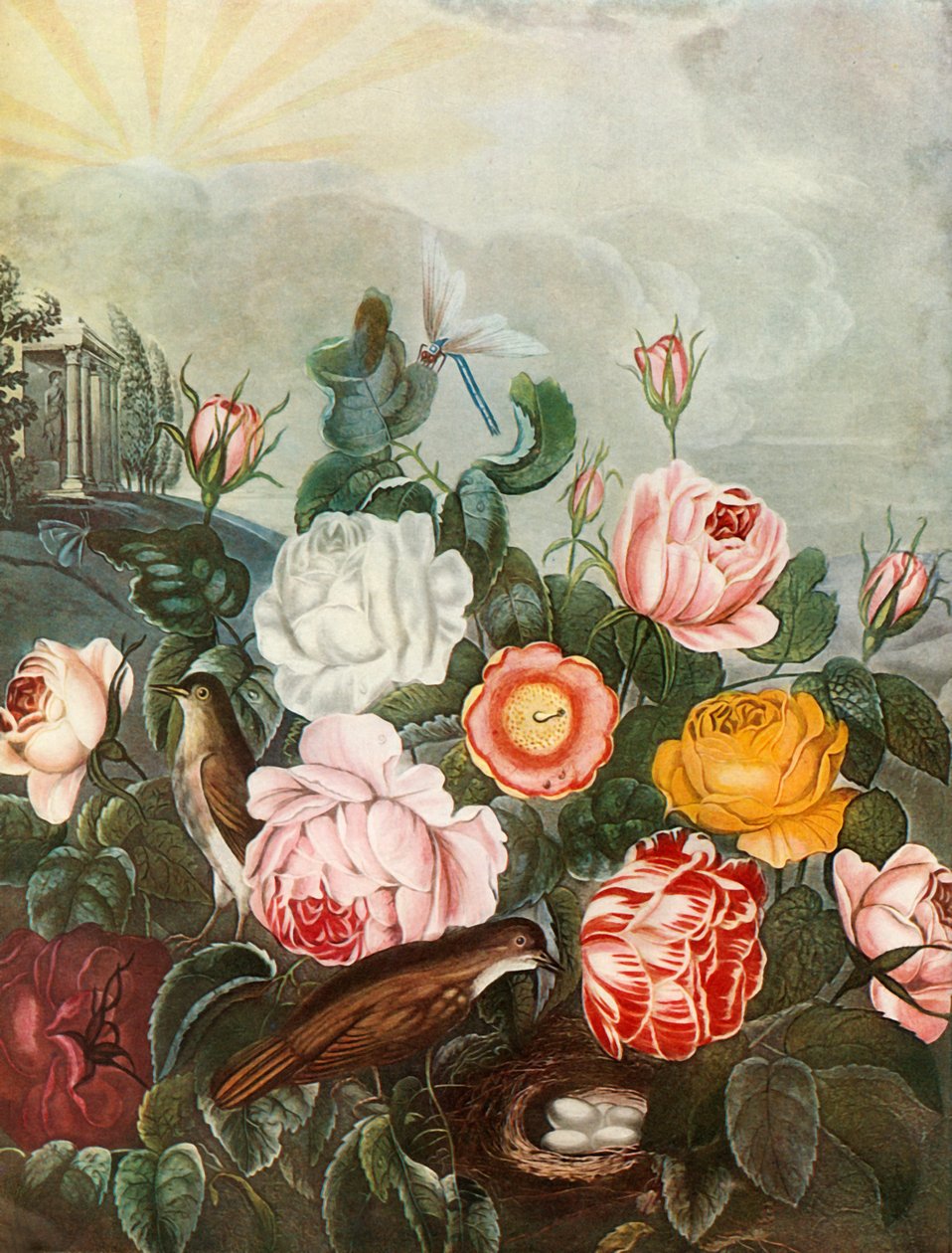 Roses - Richard Earlom