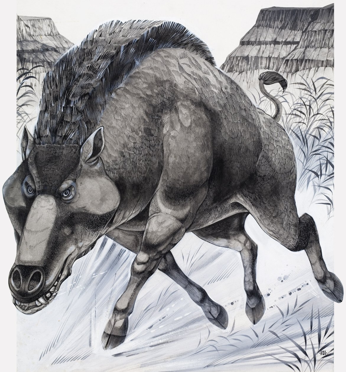 Daeodon (gouache sur papier) - Richard Hook