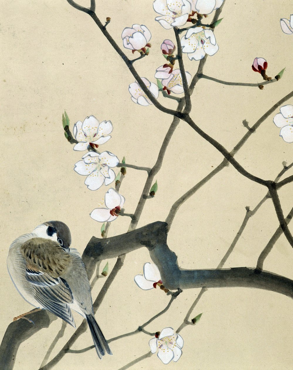 Oiseau - dessin japonais par Riou Chim - Riu Chim