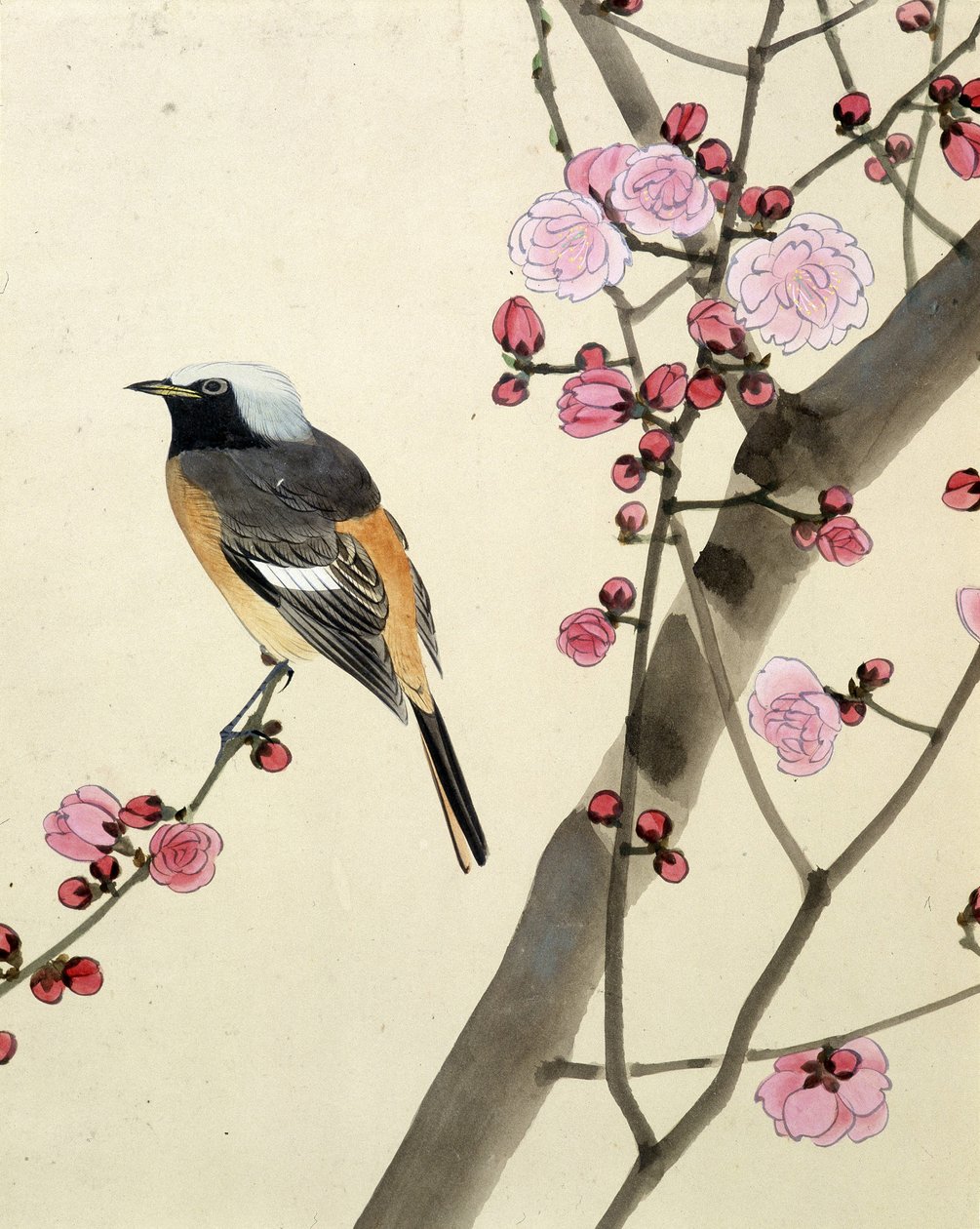 Oiseau - dessin japonais par Riou Chim - Riu Chim