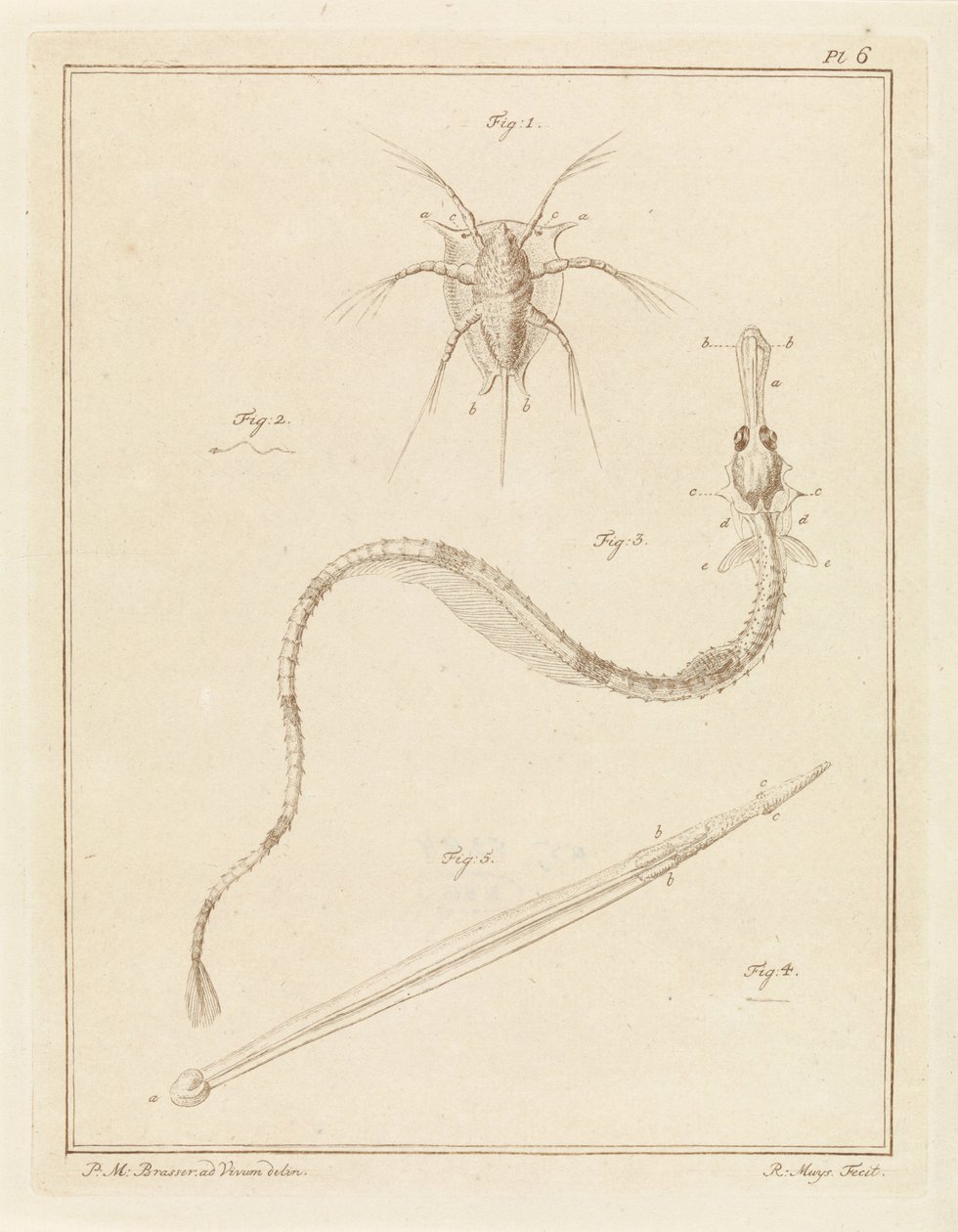 Bernacle commune, grande aiguille de mer et un type de ver flèche - Robbert Muys