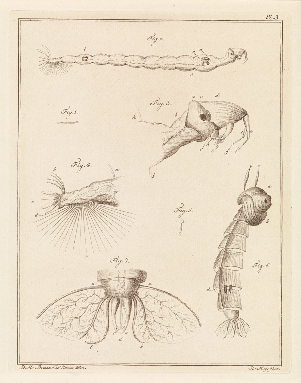 Larve de moustique plumeux - Robbert Muys