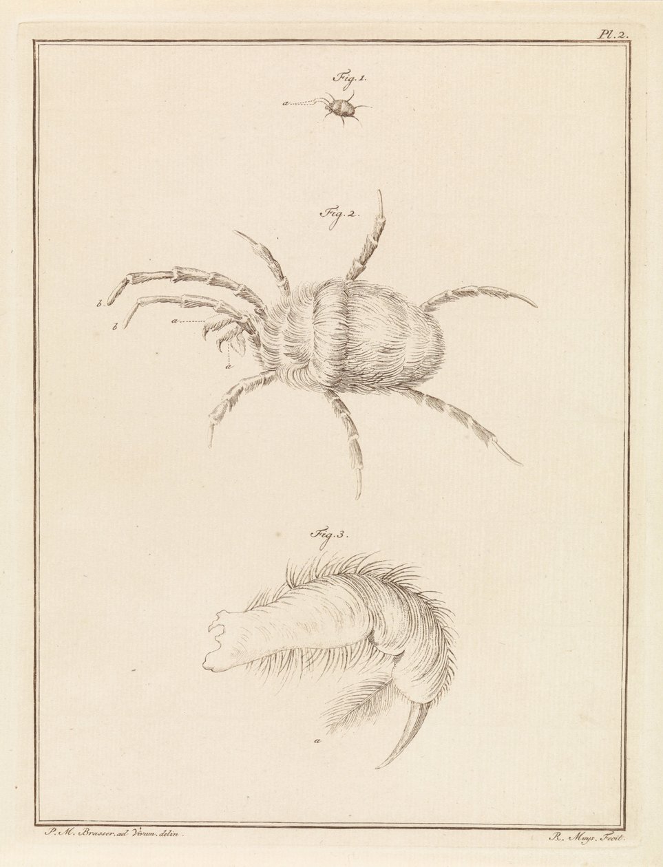 Araignée rouge - Robbert Muys