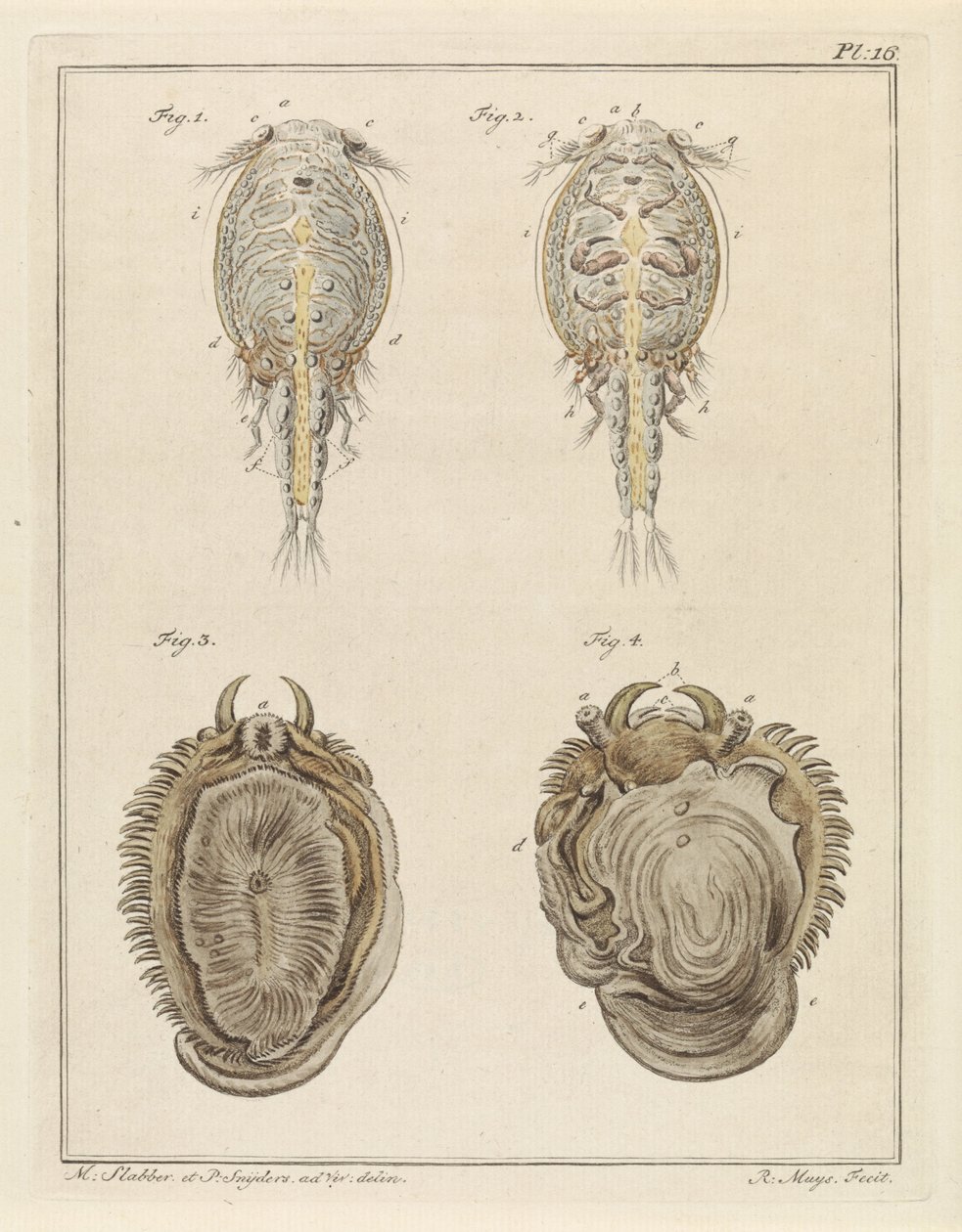 Crustacé et mollusque - Robbert Muys