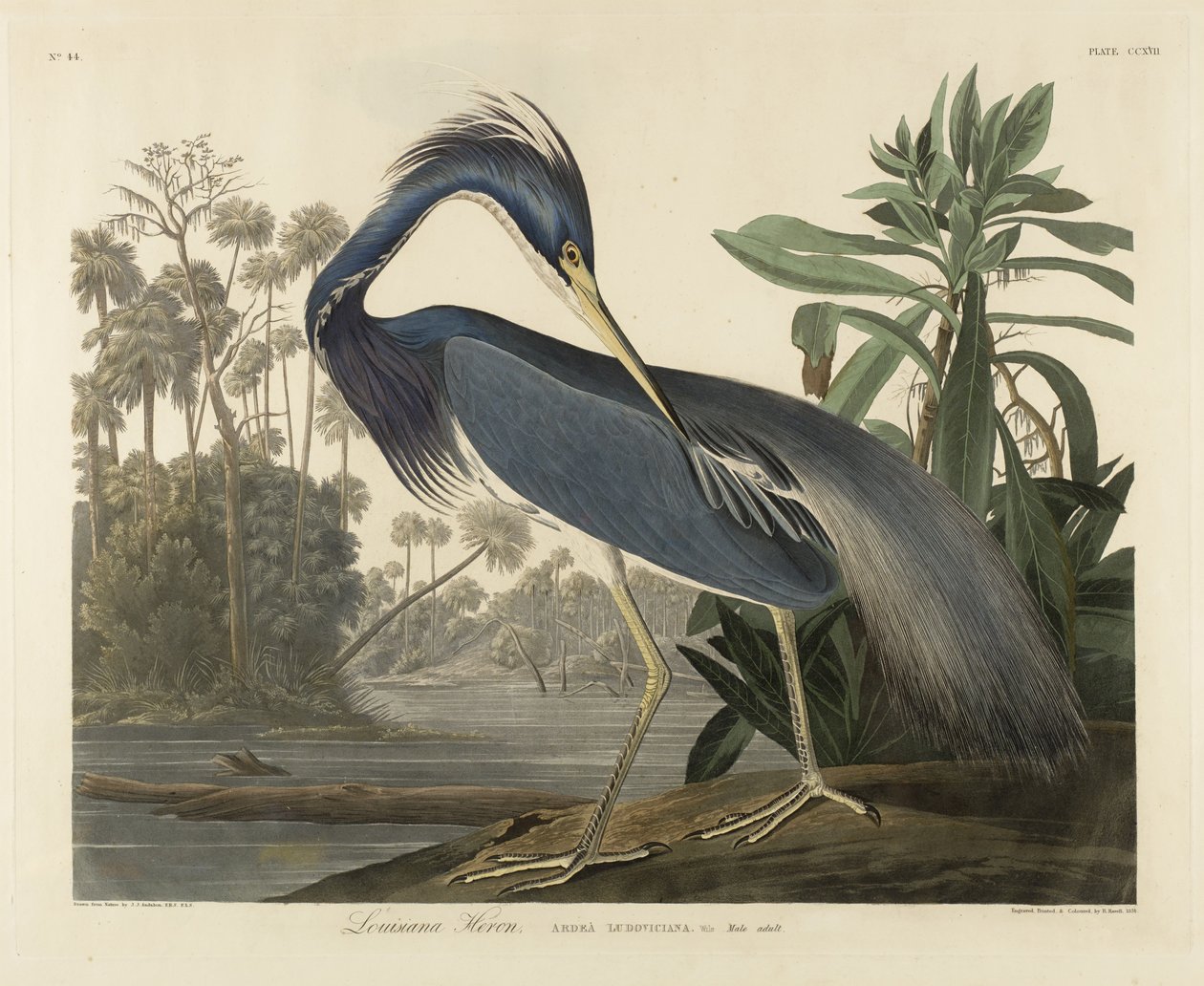 Héron de Louisiane - Robert the Younger Havell