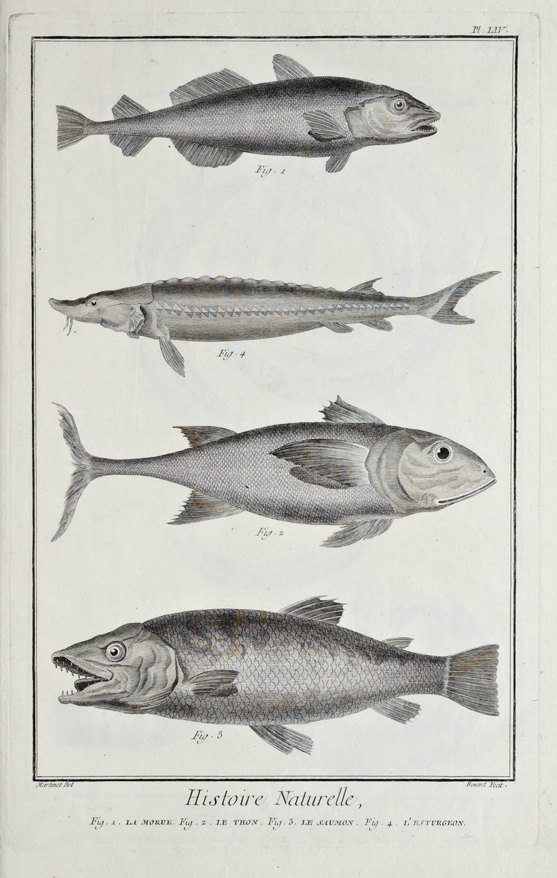Morue, thon, saumon et esturgeon, illustration du 