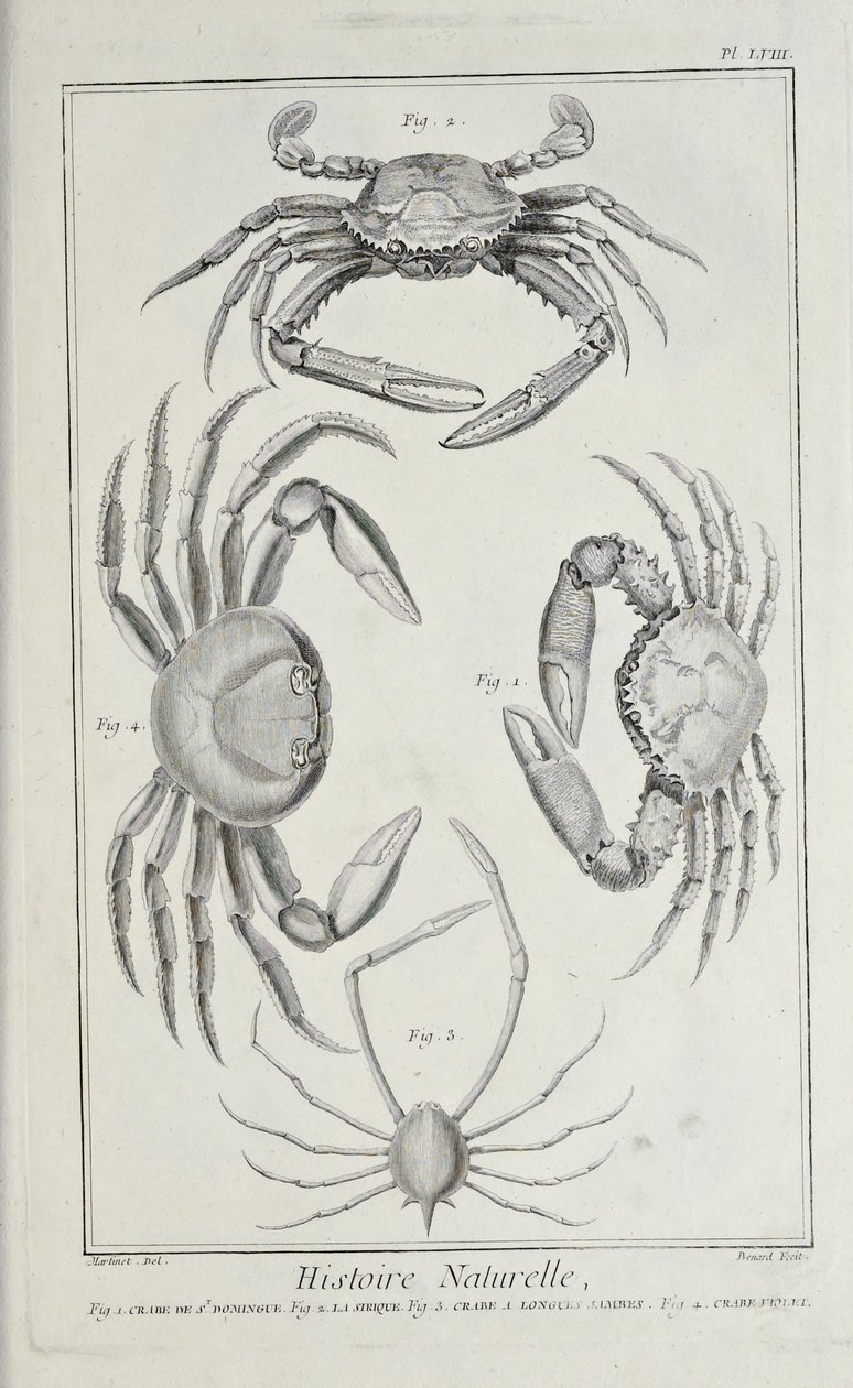 Crabes, illustration de 