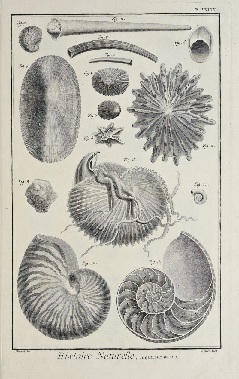 Coquillages marins, illustration du 