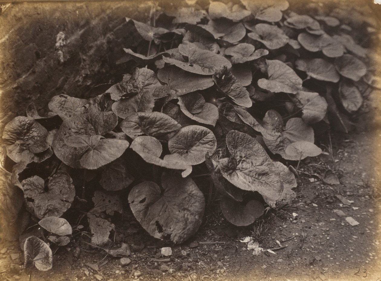 Étude de plantes, années 1860 (photo) - Robert Burrows