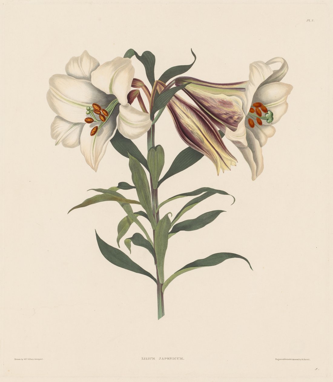 Sélection de plantes hexandres, appartenant à l