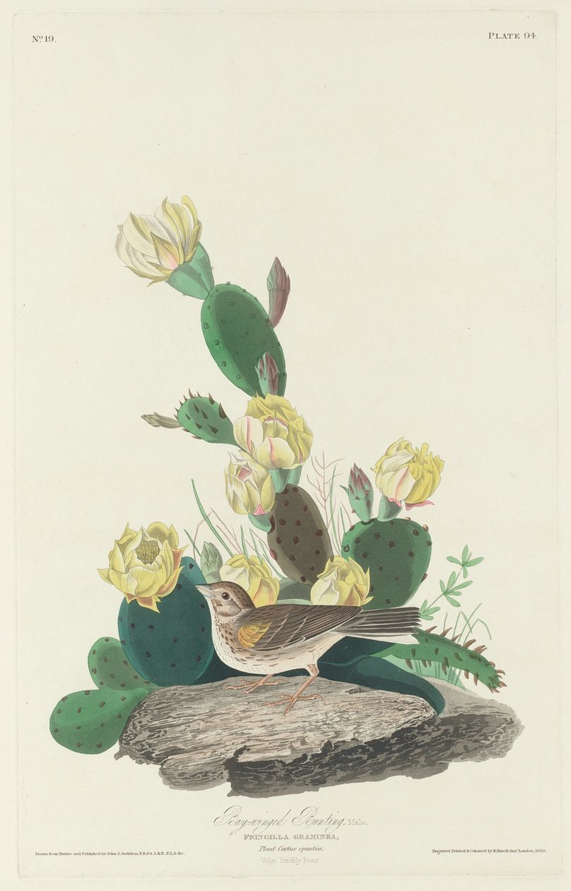 Bruant à ailes bay, 1830 - Robert Havell
