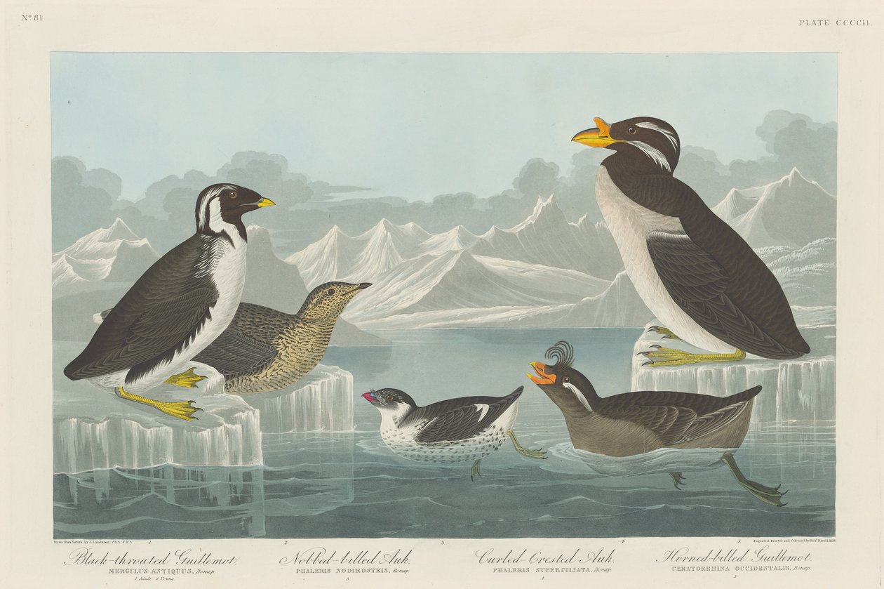 Guillemot à gorge noire, pingouin à bec en forme de bouton, pingouin à crête bouclée et pingouin à bec cornu, 1838 - Robert Havell