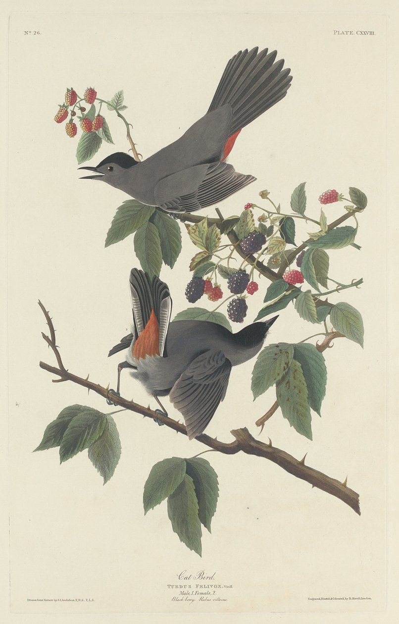 Oiseau-chat - Robert Havell