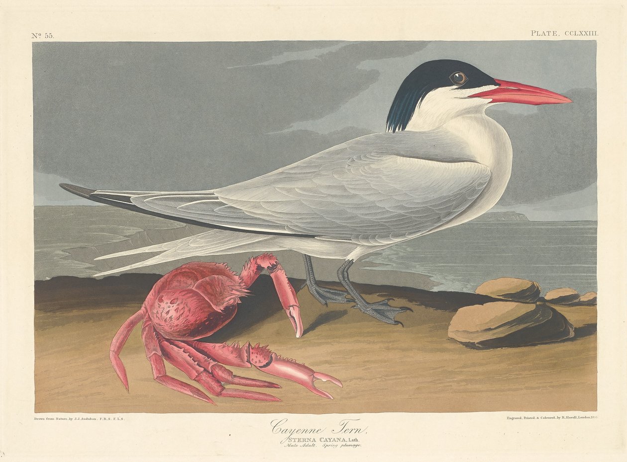 Sterne de Cayenne, 1835 - Robert Havell