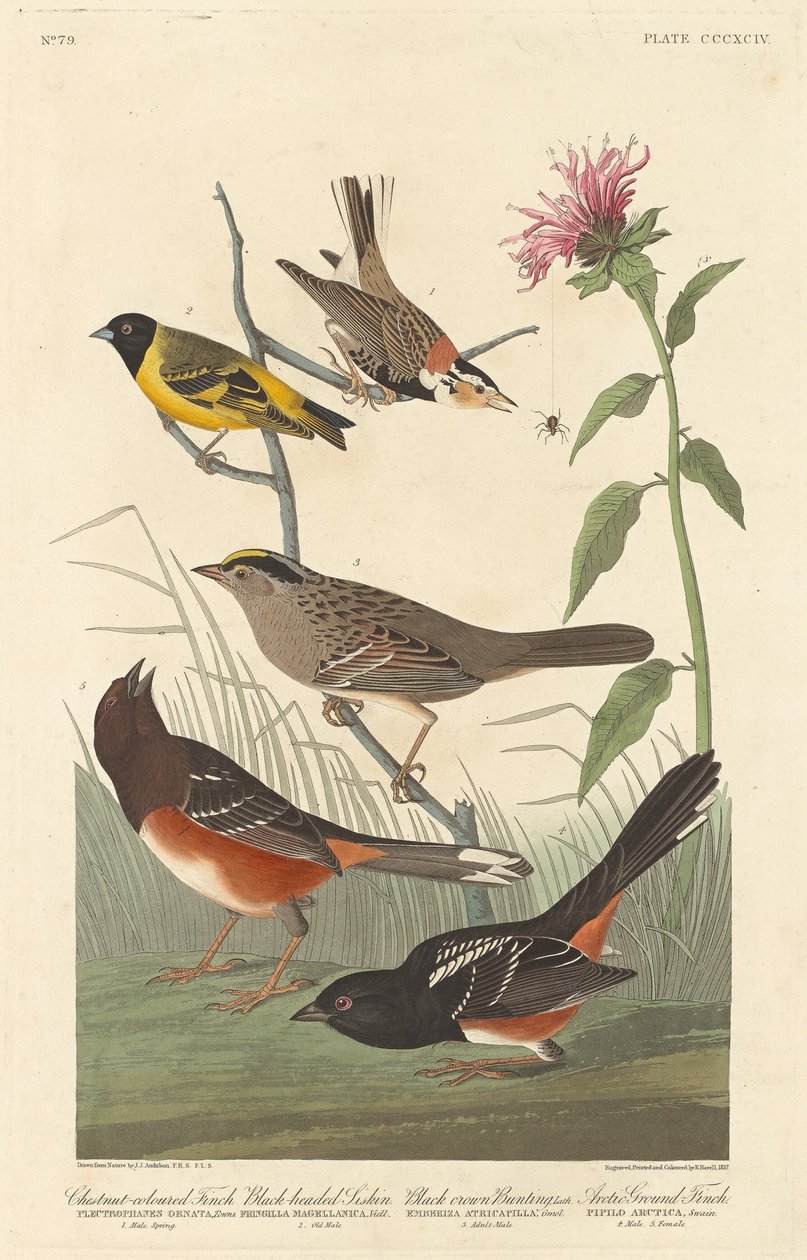 Pinson couleur châtaigne, tarin à tête noire, bruant à couronne noire et pinson arctique - Robert Havell