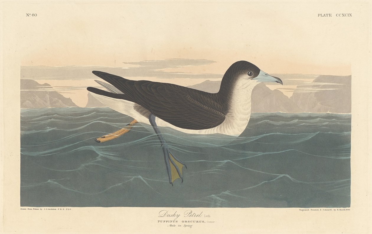 Pétrel sombre, 1836 - Robert Havell