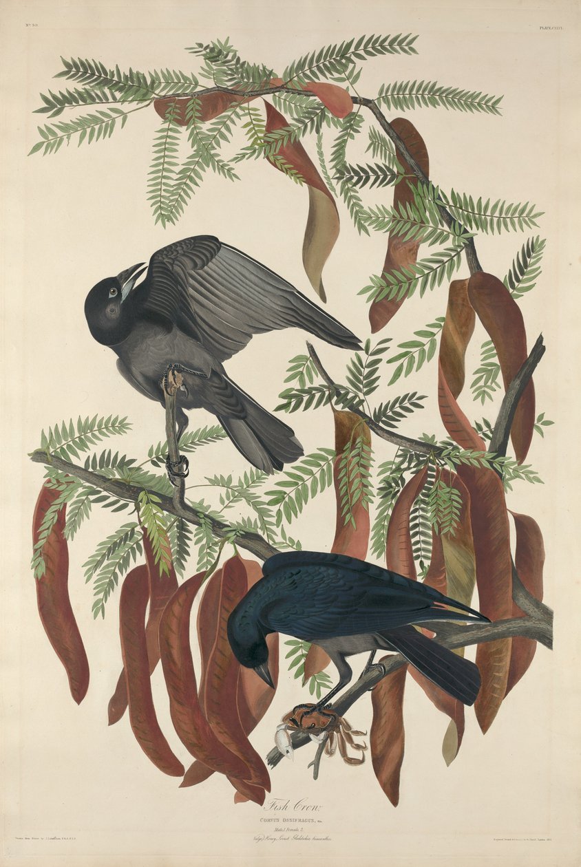 Corbeau de poisson, 1832 - Robert Havell