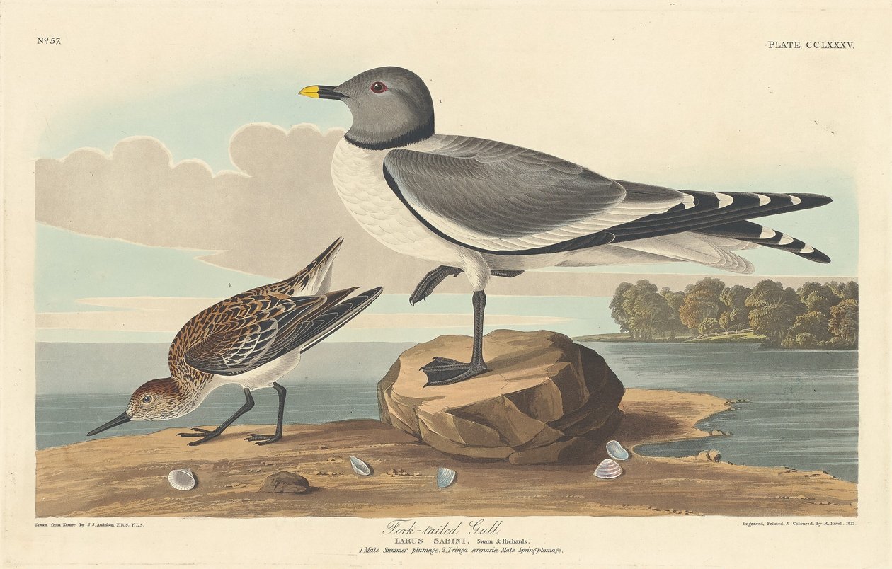 Mouette à queue fourchue - Robert Havell
