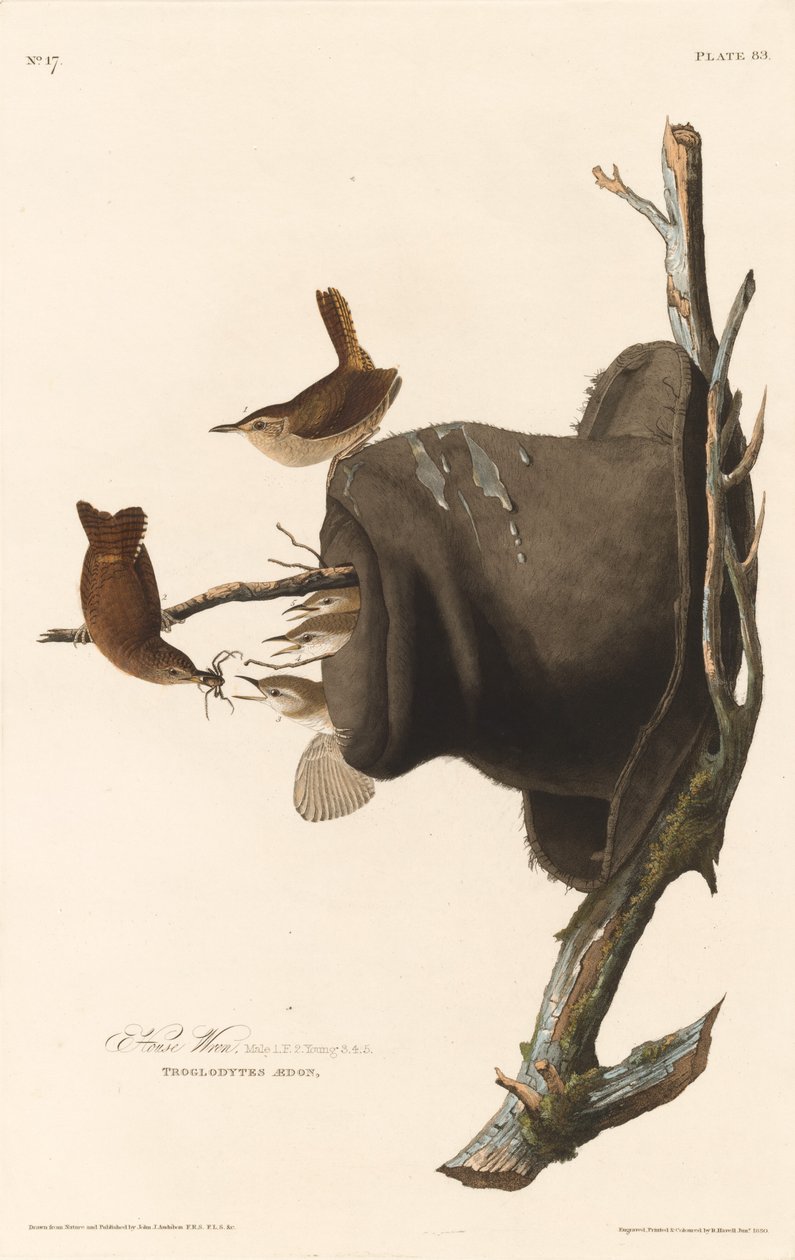 Troglodyte familier, 1830 - Robert Havell