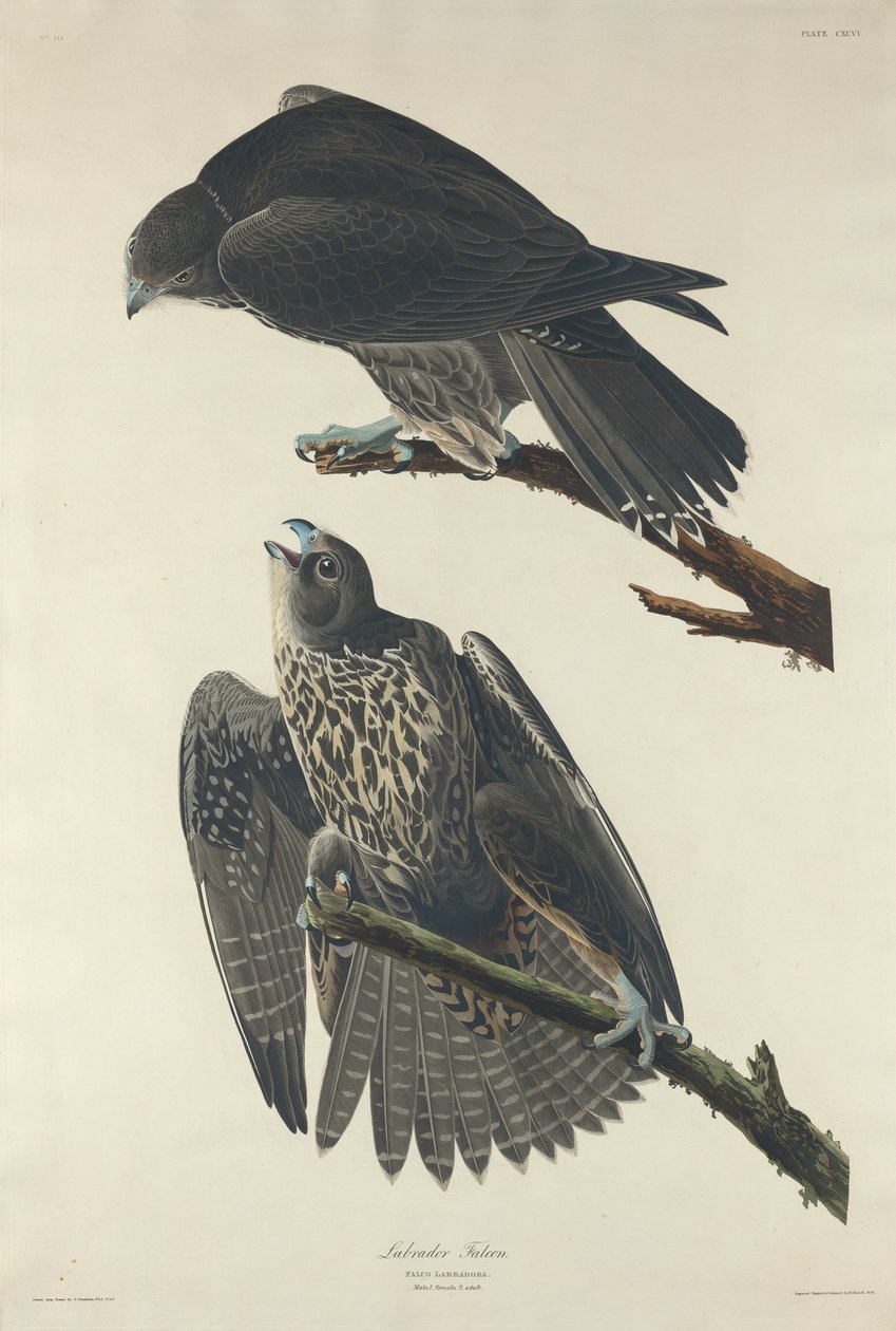 Faucon du Labrador - Robert Havell