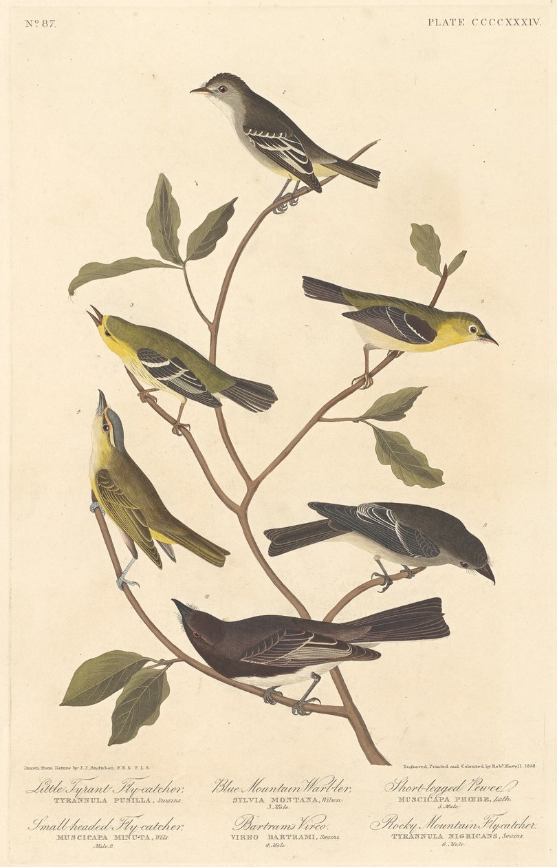 Petit Tyran Flycatcher, Petit Flycatcher à tête bleue, Paruline des montagnes bleues.., 1838 - Robert Havell