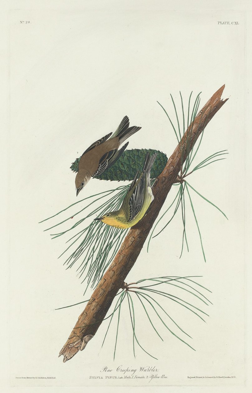 Paruline des pins, 1832 - Robert Havell