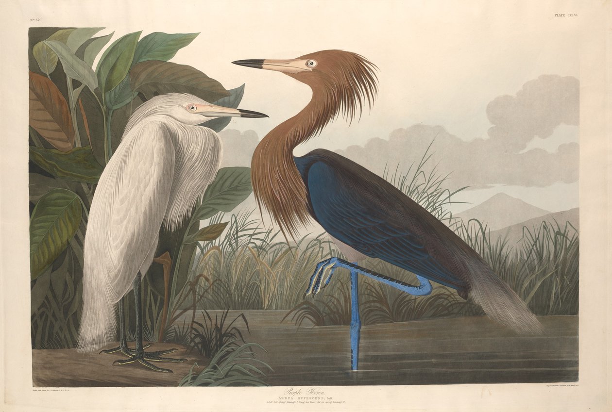 Héron pourpré, 1835 - Robert Havell