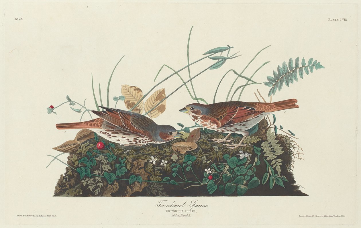 Moineau bicolore, 1831 - Robert Havell