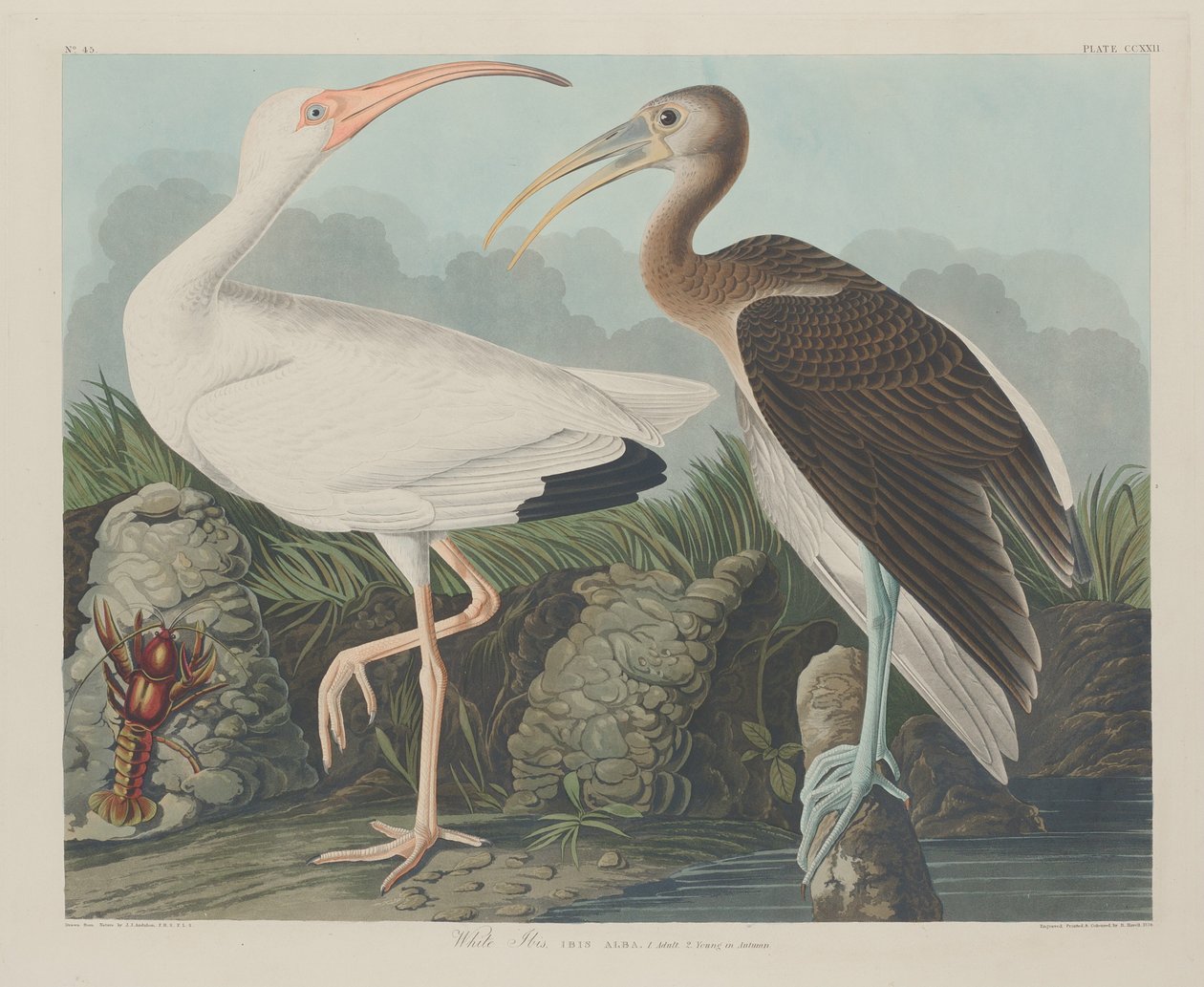 Ibis blanc, 1834 - Robert Havell