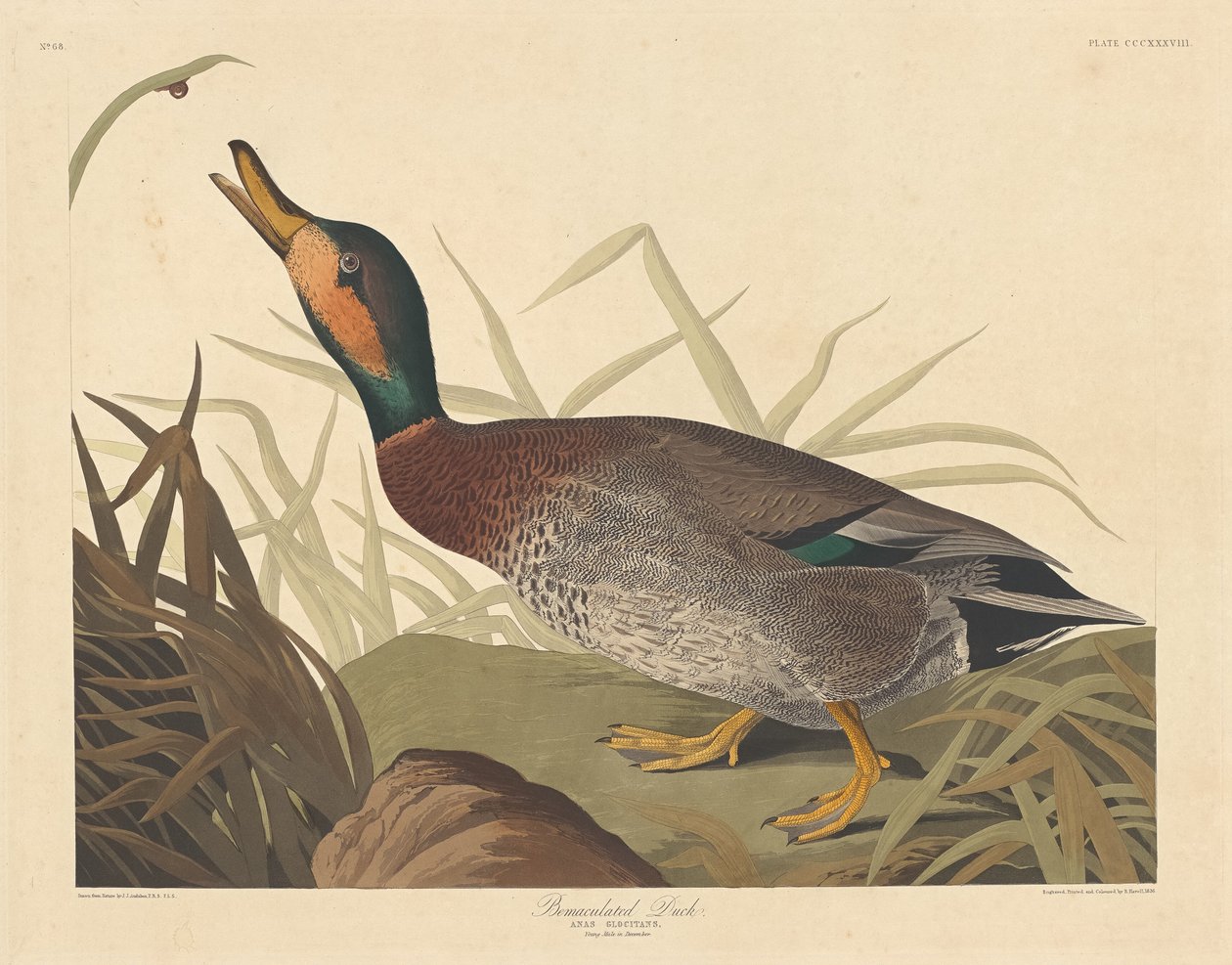 Canard bemaculé - Robert Havell after John James Audubon