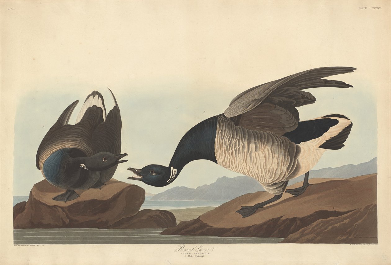 Bernache cravant - Robert Havell after John James Audubon