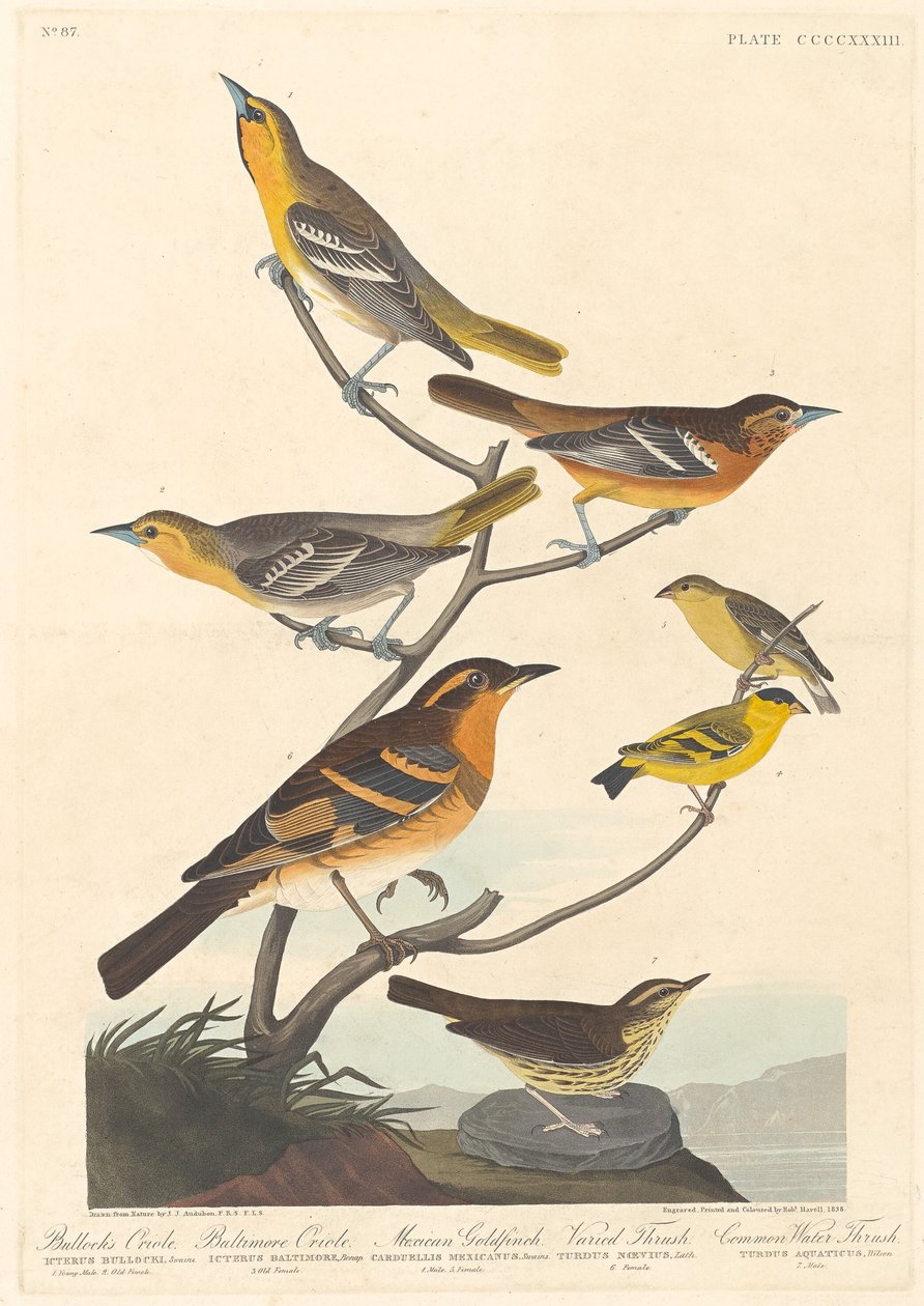 Oriole de Bullock, Oriole de Baltimore, Chardonneret mexicain et Grive variée - Robert Havell after John James Audubon