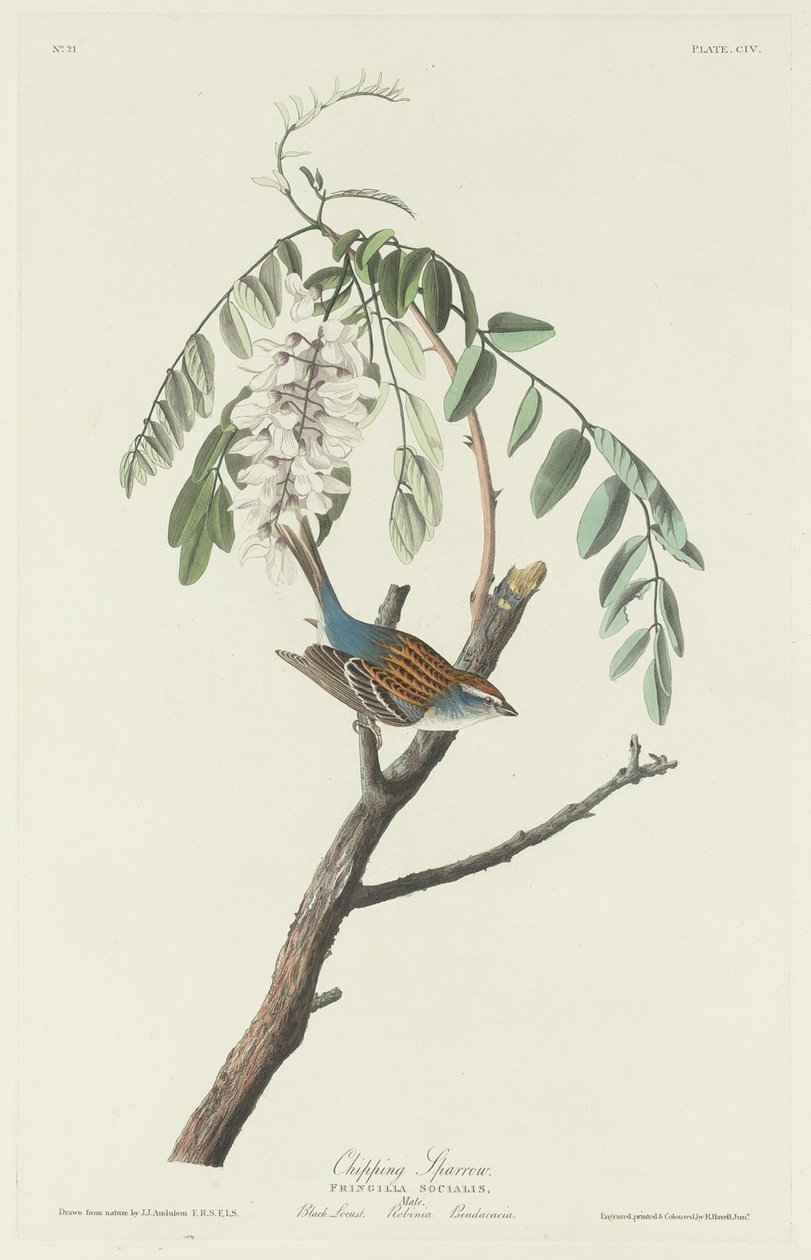 Bruant familier - Robert Havell after John James Audubon