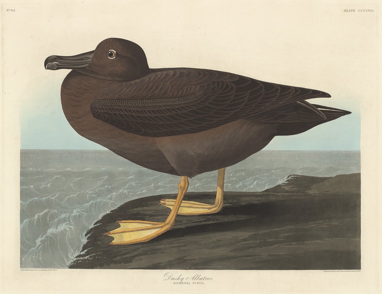 Albatros sombre - Robert Havell after John James Audubon