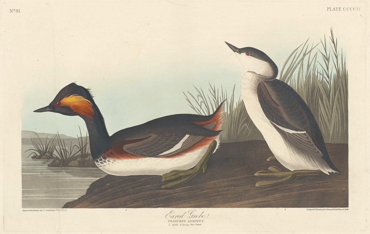 Grèbe à cou noir - Robert Havell after John James Audubon