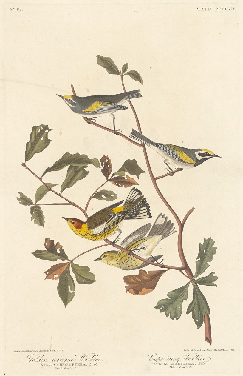 Paruline à ailes dorées et Paruline de Cape May - Robert Havell after John James Audubon