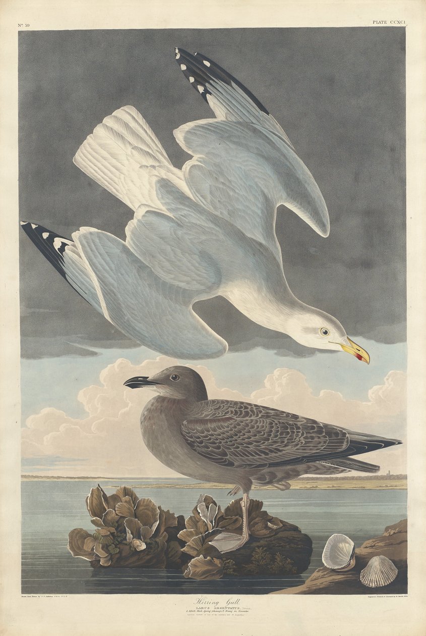 Goéland argenté - Robert Havell after John James Audubon
