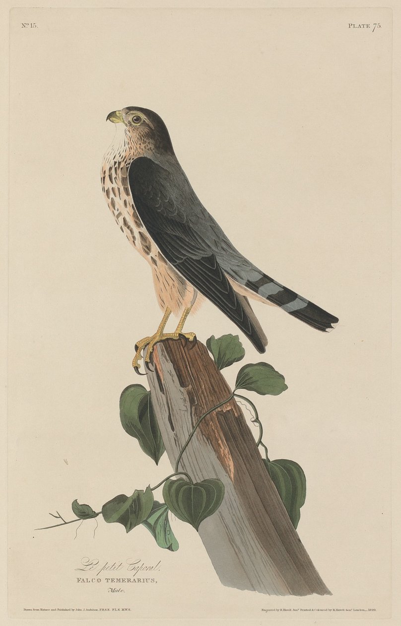 Le Petit Caporal - Robert Havell after John James Audubon