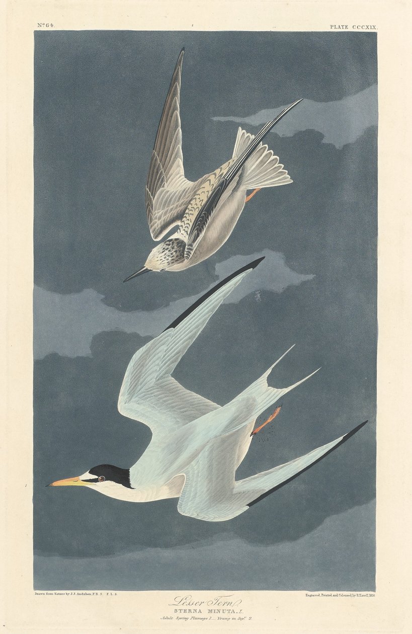 Petite Sterne - Robert Havell after John James Audubon