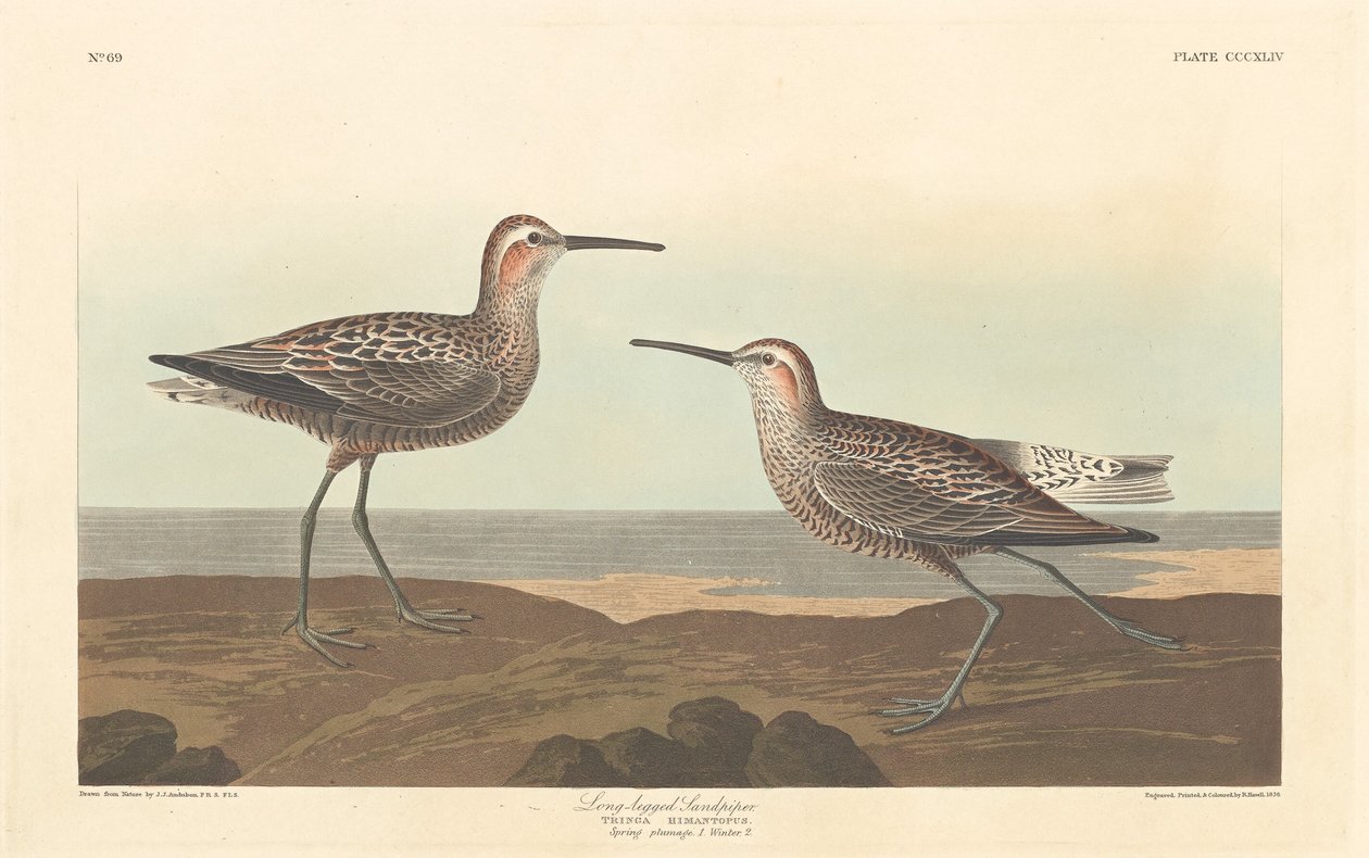 Bécasseau à longues pattes - Robert Havell after John James Audubon