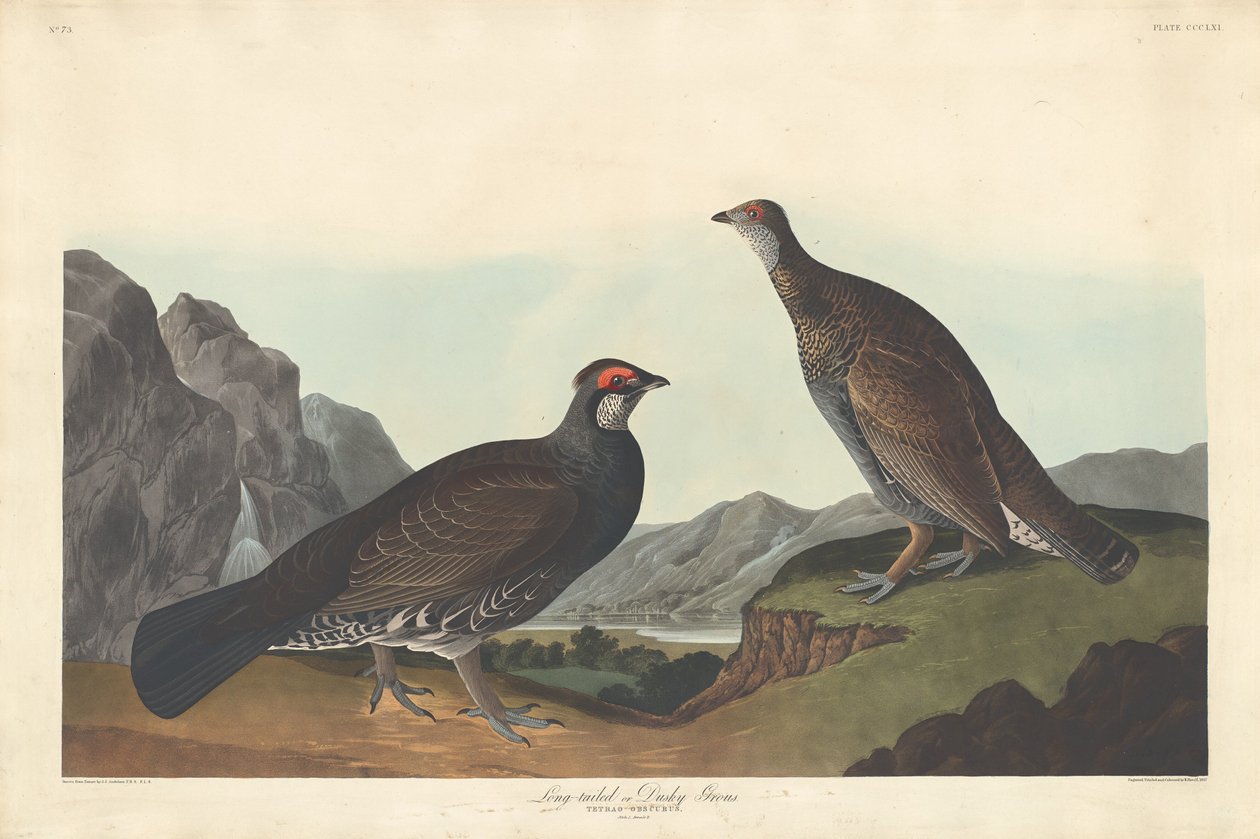 Grand tétras ou tétras sombre - Robert Havell after John James Audubon