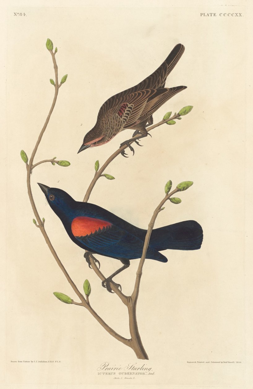 Étourneau des prairies - Robert Havell after John James Audubon