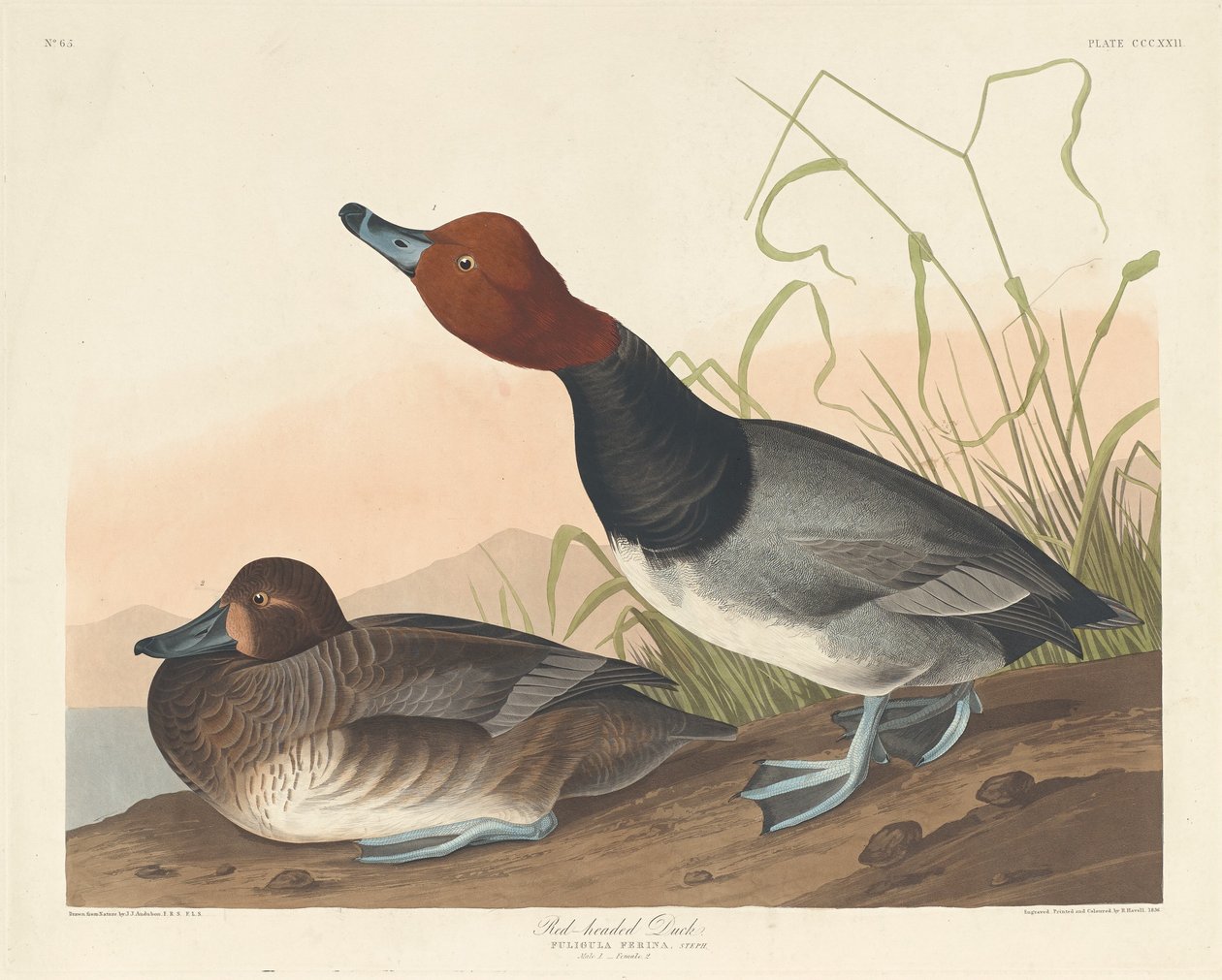 Canard à tête rouge - Robert Havell after John James Audubon