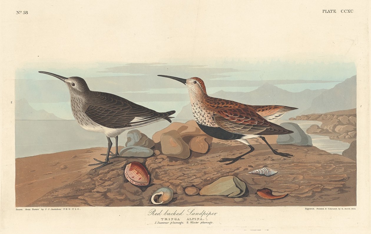 Bécasseau maubèche - Robert Havell after John James Audubon