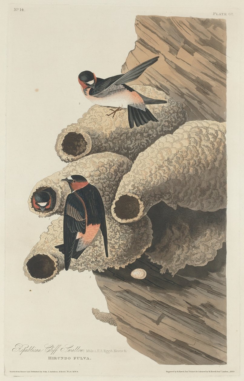 Hirondelle républicaine - Robert Havell after John James Audubon