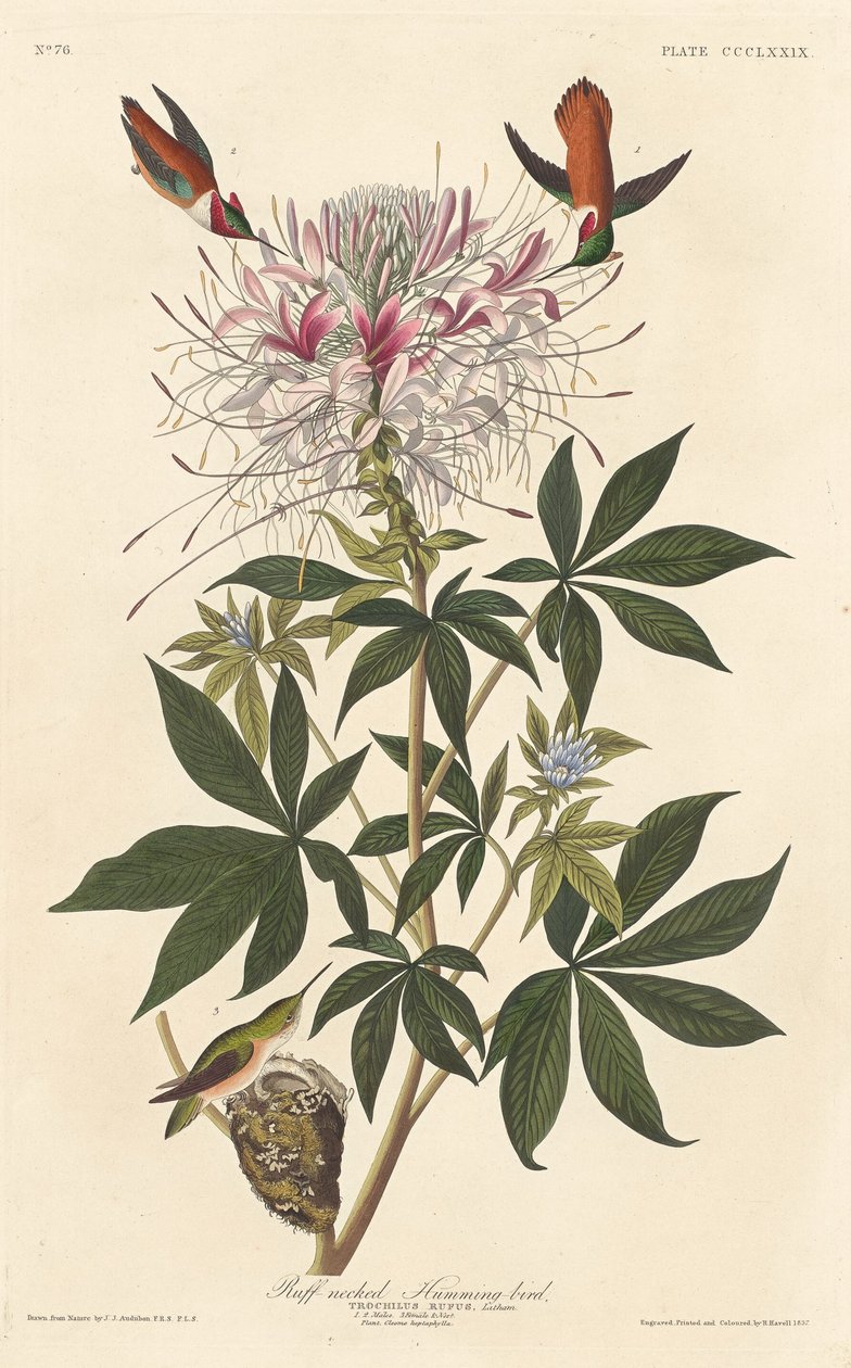 Colibri à cou de collerette - Robert Havell after John James Audubon