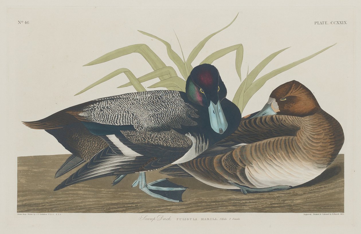 Fuligule milouinan - Robert Havell after John James Audubon